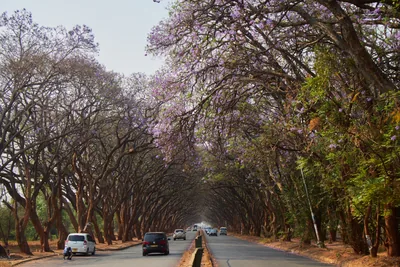Mature jacaranda trees arch over a divided avenue in Harare's leafy northern suburbs, dappling the road in shade.