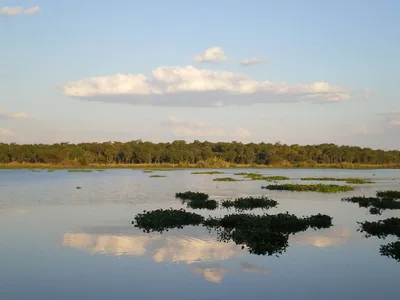 Clouds reflect in the still water of Lake Chivero, with floating hyacinth and a wooded shoreline in the distance.