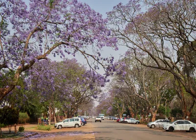 Purple jacaranda trees form a flowering canopy over a quiet tree-lined suburban street in Harare.