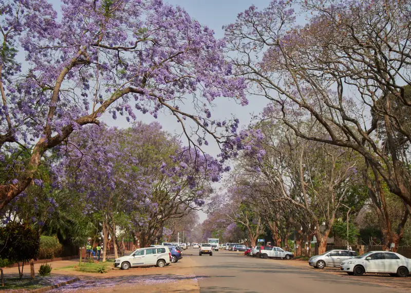 Purple jacaranda trees form a flowering canopy over a quiet tree-lined suburban street in Harare.